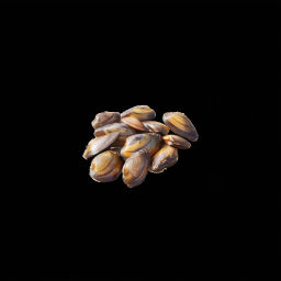 Steinmuscheln 256.png
