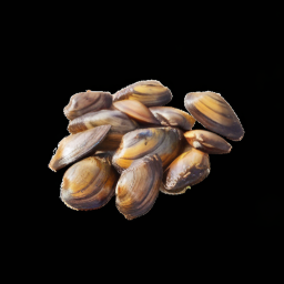 Steinmuscheln 256.png